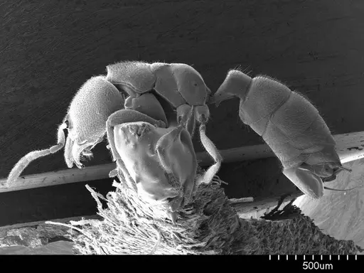 Prionopelta concenta specimen