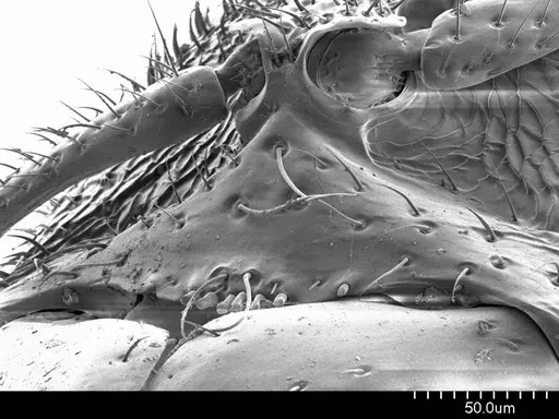 Prionopelta concenta - ANTWEB1008603