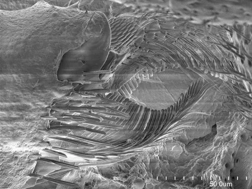 Prionopelta concenta - ANTWEB1008603