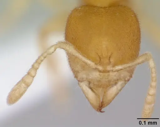 Prionopelta concenta - CASENT0004306