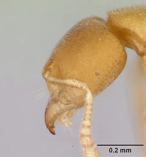 Prionopelta concenta - CASENT0004306