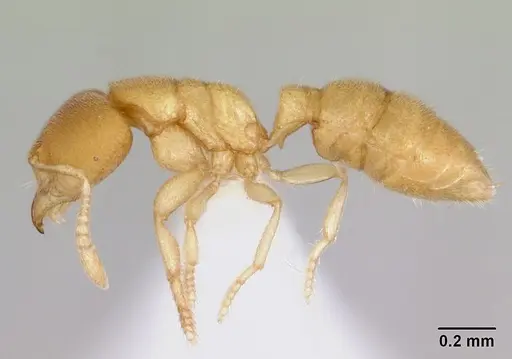 Prionopelta concenta - CASENT0004306