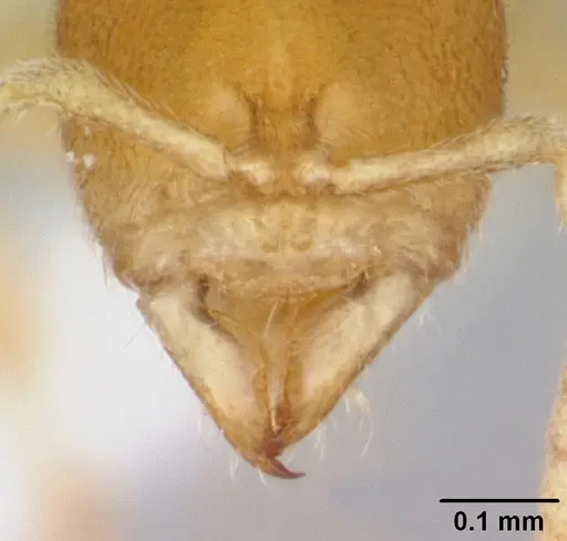 Prionopelta concenta - CASENT0004306