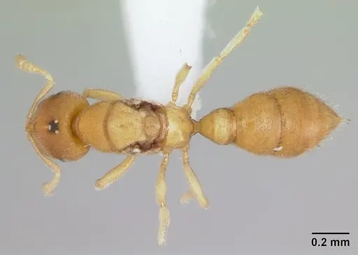 Prionopelta concenta - CASENT0004307