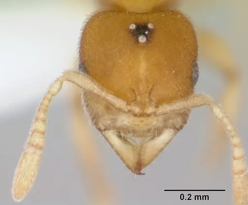 Prionopelta concenta - CASENT0004307