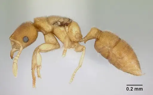 Prionopelta concenta - CASENT0004307