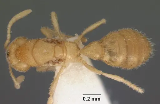 Prionopelta concenta - CASENT0102175