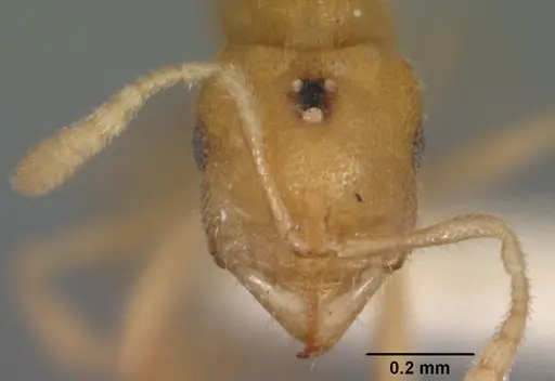 Prionopelta concenta - CASENT0102175