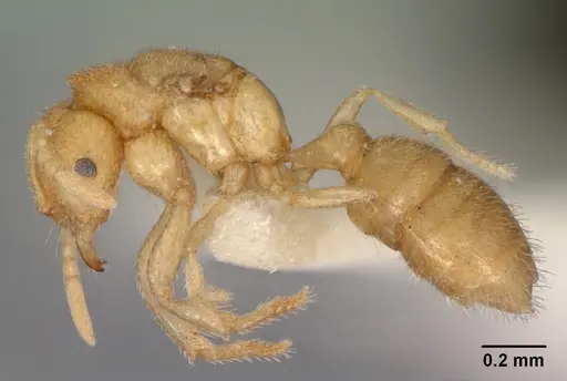 Prionopelta concenta - CASENT0102175