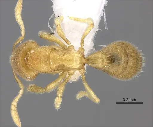 Prionopelta concenta - CASENT0235187