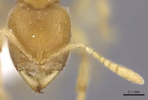 Prionopelta concenta - CASENT0235187