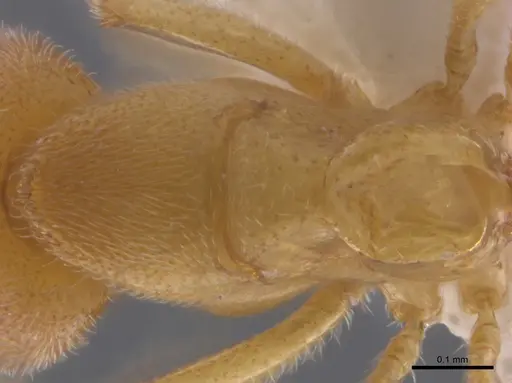 Prionopelta concenta - CASENT0746030