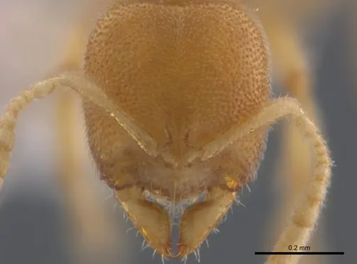 Prionopelta concenta - CASENT0746030