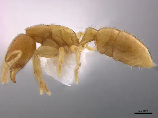 Prionopelta concenta - CASENT0746030