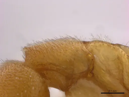 Prionopelta concenta - CASENT0746030