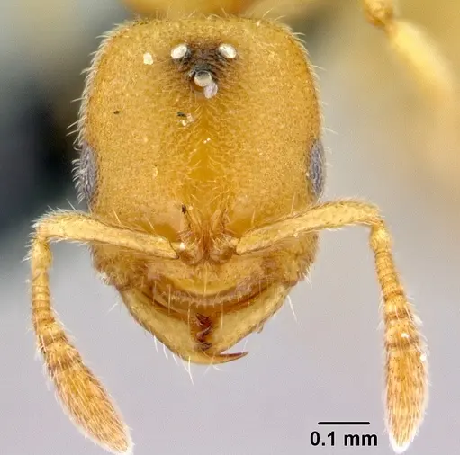 Prionopelta descarpentriesi specimen