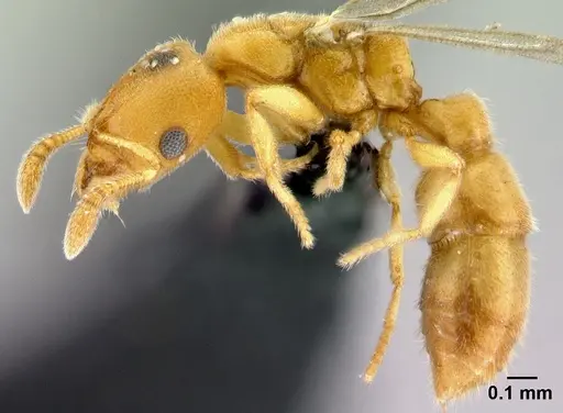 Prionopelta descarpentriesi specimen