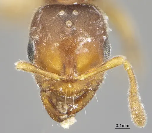 Prionopelta dubia specimen