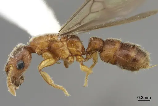 Prionopelta dubia specimen