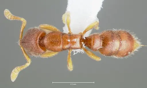 Prionopelta humicola specimen