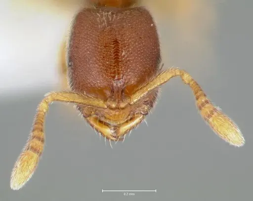 Prionopelta humicola specimen