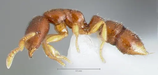 Prionopelta humicola specimen