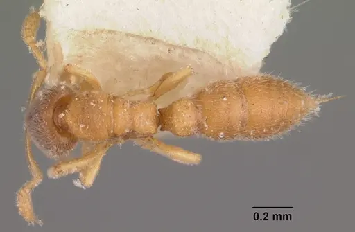 Prionopelta kraepelini specimen