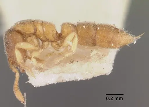 Prionopelta kraepelini specimen