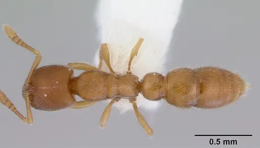 Prionopelta kraepelini - CASENT0172314