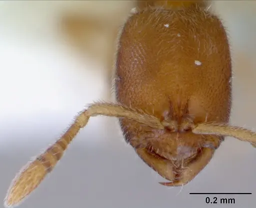 Prionopelta kraepelini - CASENT0172314