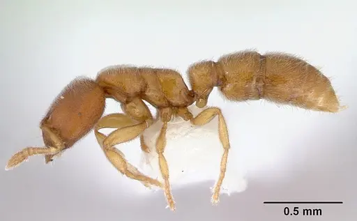 Prionopelta kraepelini - CASENT0172314