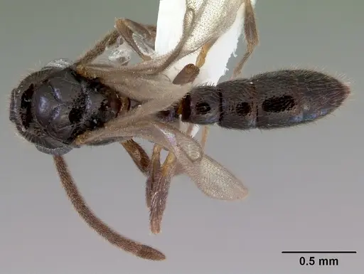 Prionopelta kraepelini - CASENT0172315