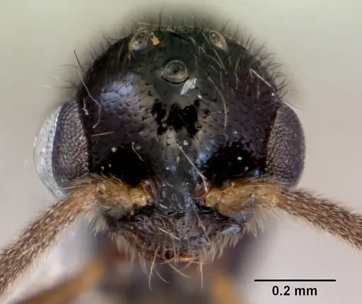 Prionopelta kraepelini - CASENT0172315