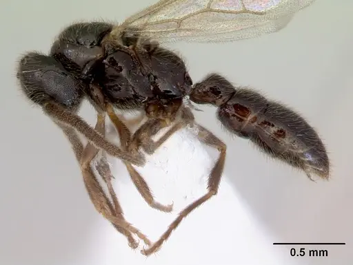 Prionopelta kraepelini - CASENT0172315