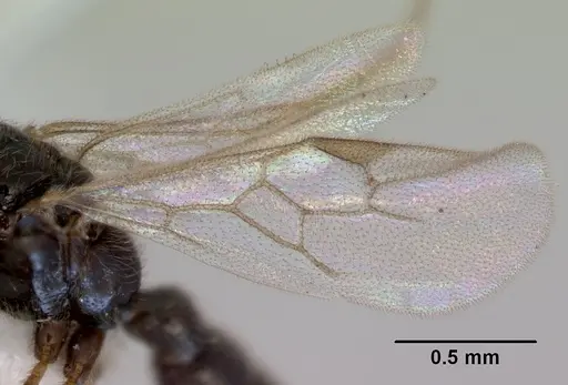 Prionopelta kraepelini - CASENT0172315