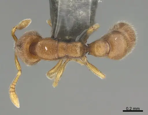 Prionopelta kraepelini - CASENT0746005