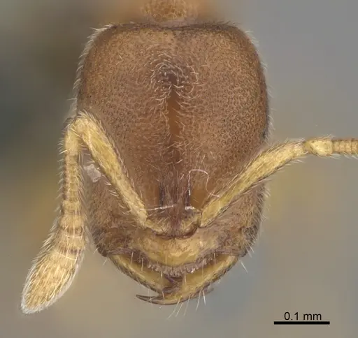 Prionopelta kraepelini - CASENT0746005