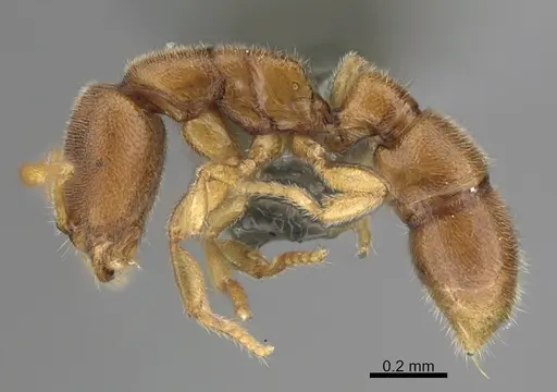 Prionopelta kraepelini - CASENT0746005