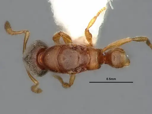 Prionopelta kraepelini - CASENT0882079