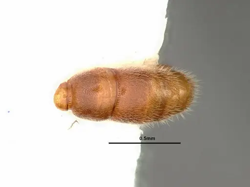 Prionopelta kraepelini - CASENT0882079