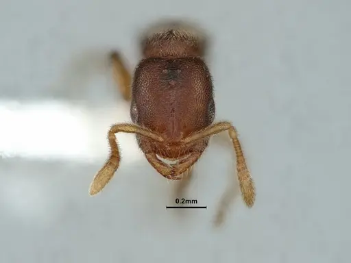 Prionopelta kraepelini - CASENT0882079