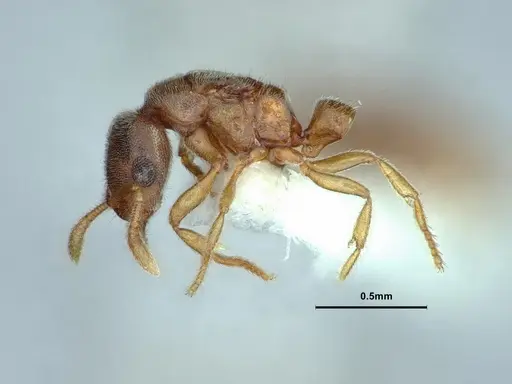 Prionopelta kraepelini - CASENT0882079