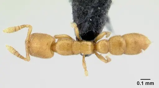 Prionopelta laurae specimen