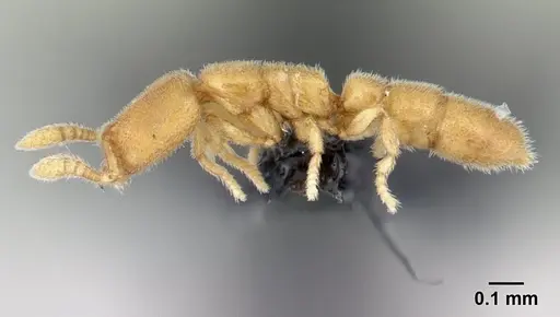 Prionopelta laurae specimen