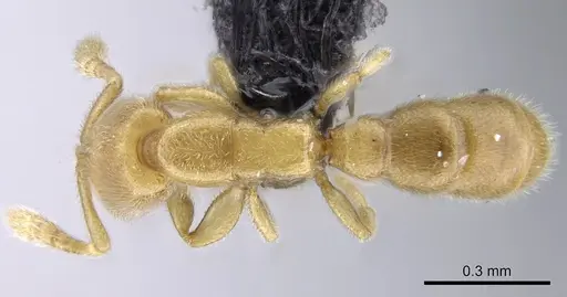 Prionopelta laurae - CASENT0046149