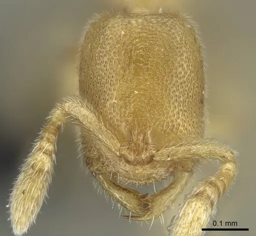 Prionopelta laurae - CASENT0046149