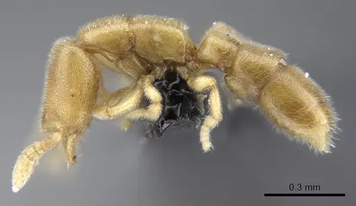 Prionopelta laurae - CASENT0046149