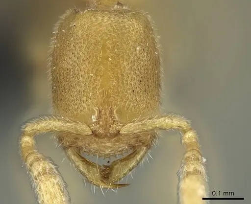 Prionopelta laurae - CASENT0046151