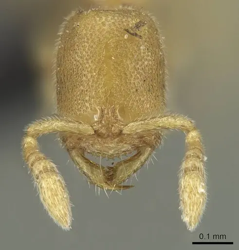 Prionopelta laurae - CASENT0046151