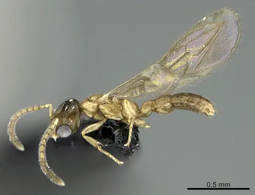 Prionopelta laurae - CASENT0057023